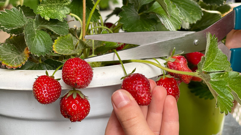 Hand holding a ripe strawberry and a pair of scissors cutting strawberry stem