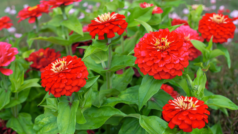 red zinnias