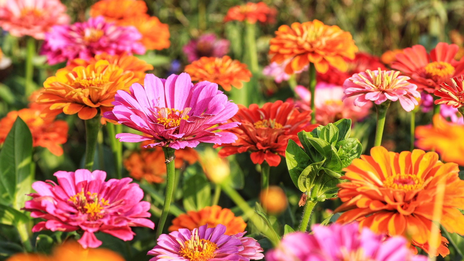 The Best Way To Harvest Zinnia Seeds For An Endless Supply Of Beautiful