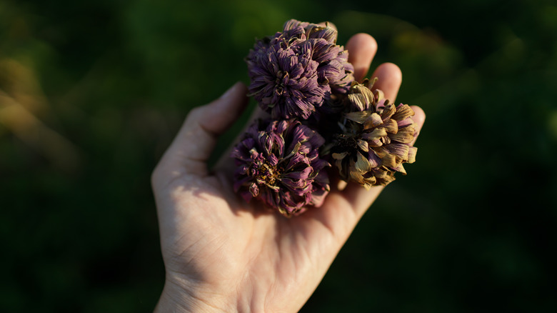 dried zinnia flowers