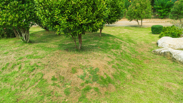 Trees growing on a lawn with bare patches.