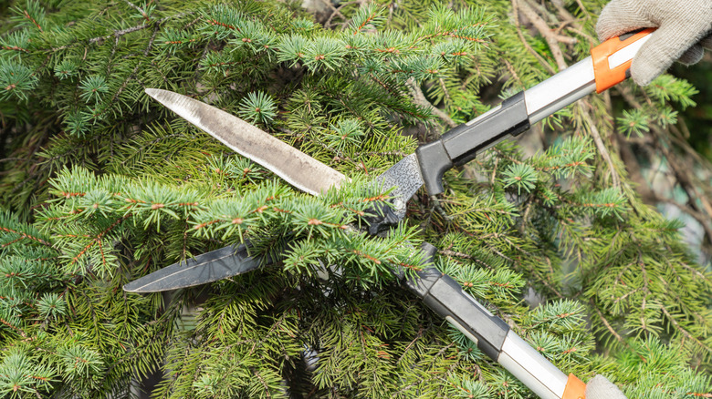 A gardener prunes a pine tree with shears.