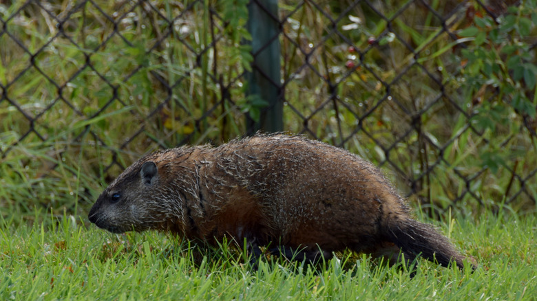 A groundhog prevented from entering a garden by a wire fence