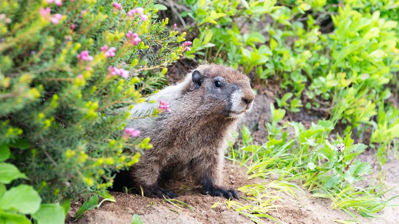 A groundhog or woodchuck in someone's garden