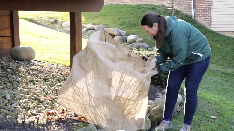 A gardener wraps a bigleaf hydrangea in burlap.