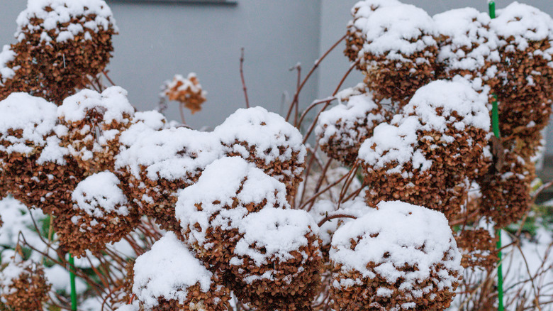 Snow on hydrangeas overwintering in the garden.