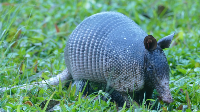 armadillo in yard