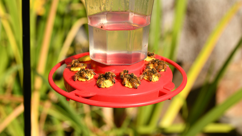 Bees eating from hummingbird feeder