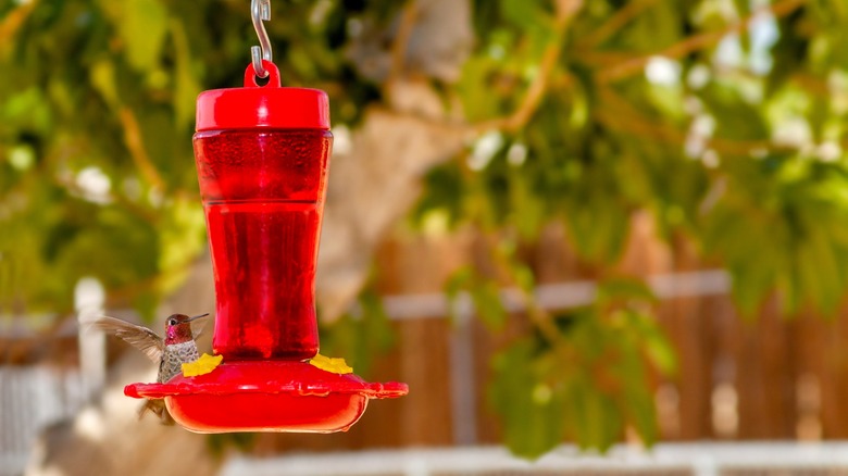 Hummingbird at feeder in shade