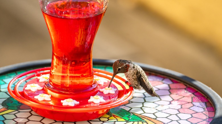 Hummingbird eating from feeder