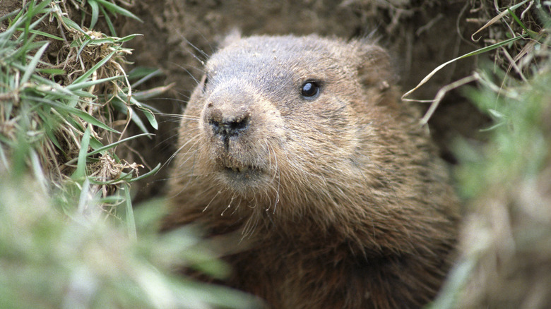 Groundhog looking out of hole