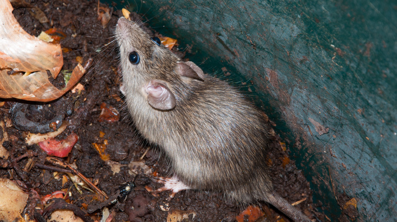 mouse in compost bin