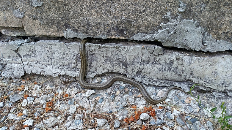 snake crawling into a basement