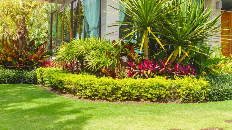 A beautiful green lawn