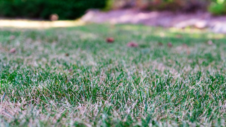 A browning lawn