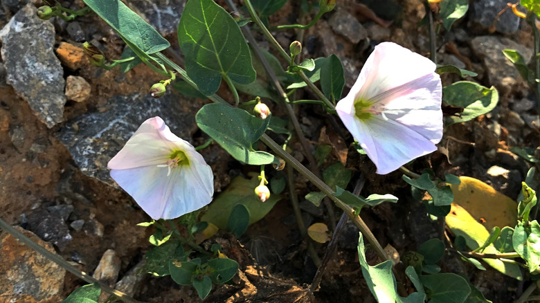 A close-up shot of bindweed flowers