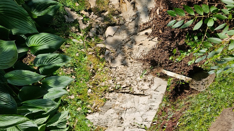 Cardboard sheets laid over garden soil for weed suppression