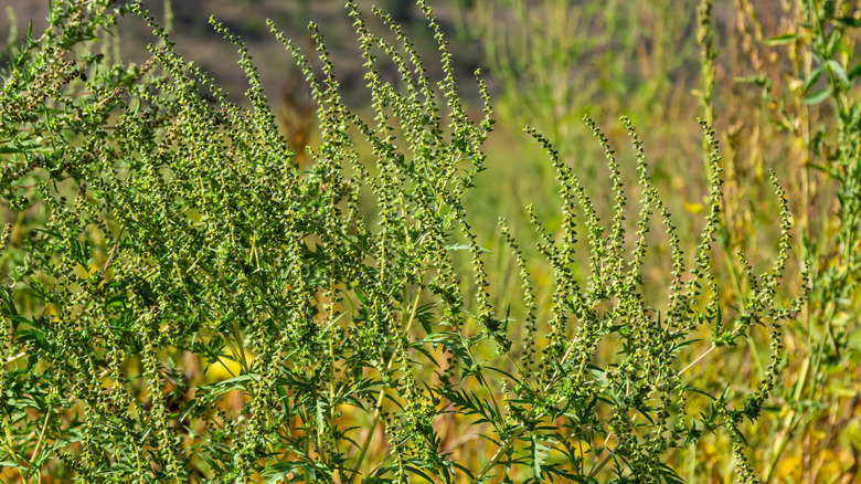 Giant ragweed growing in a field