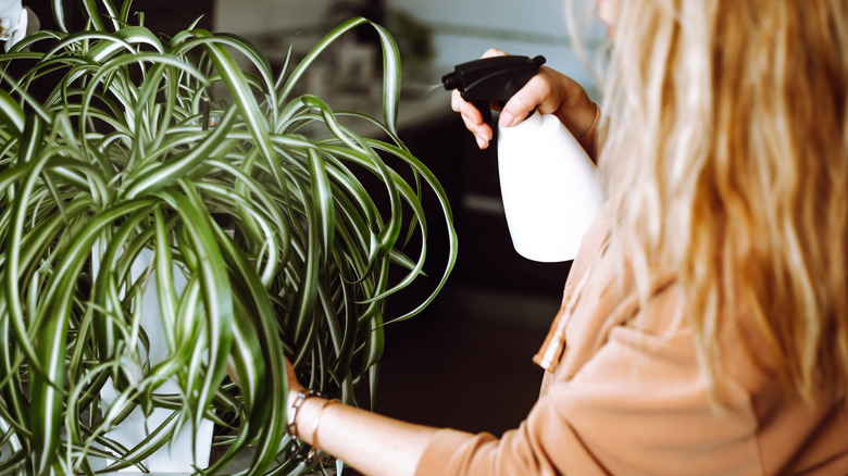 Person with a spray bottle misting a really bushy spider plant