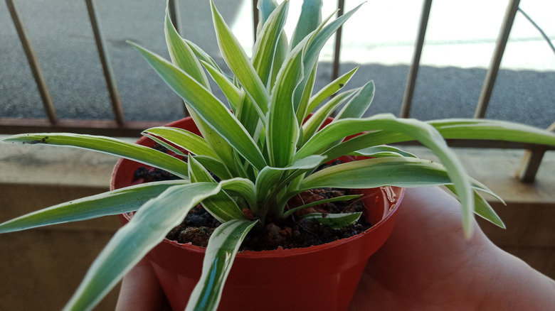 A person's hands holding a small spider plant in a red pot