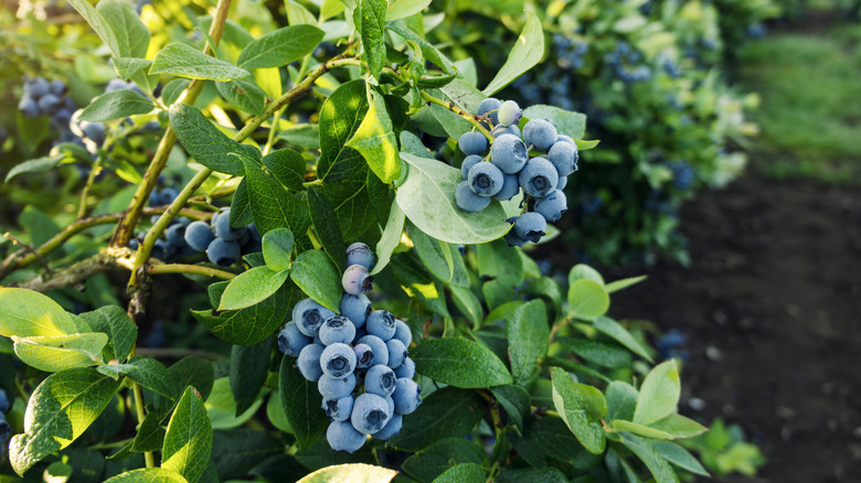 Ripe blueberries ready to be picked