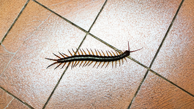 A large centipede crawls across a tiled kitchen floor