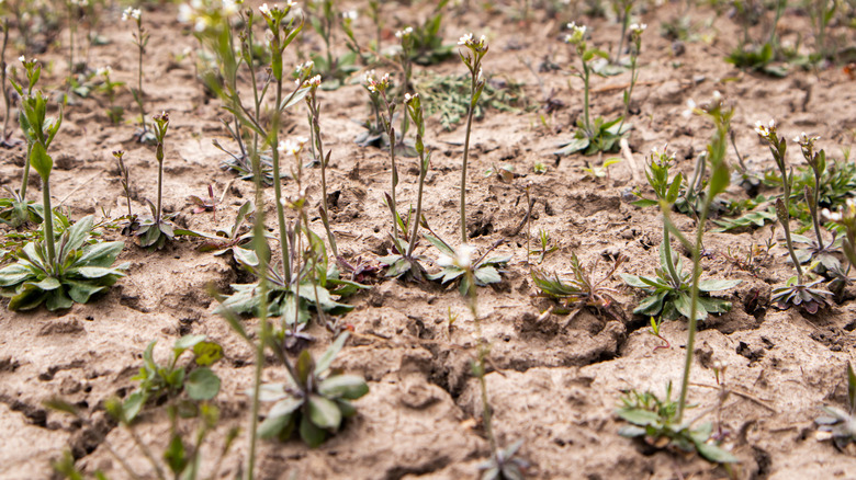 weeds in dry soil