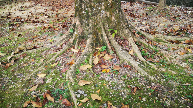 The base of a tree with large, exposed roots