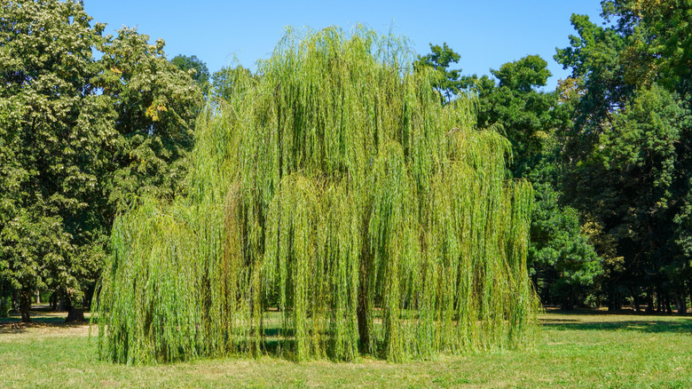 Large weeping willow in a yard