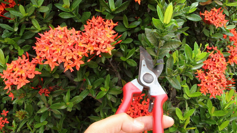 Pruning west Indian jasmine