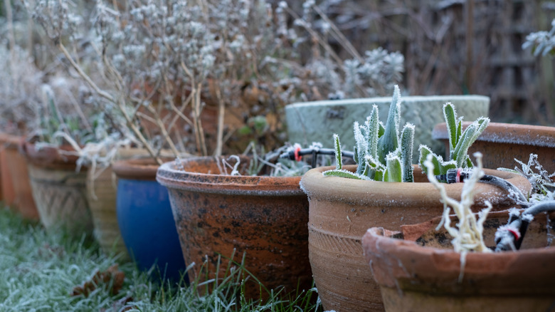 A row of planters sitting outside in freezing weather
