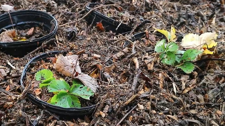 Potted plants buried in the ground for the winter
