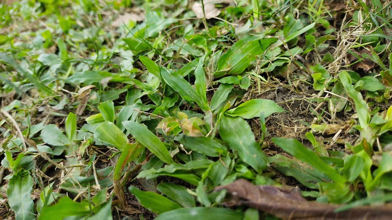 carpetgrass growing in yard
