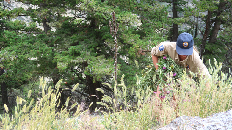 Workers in clearing invasive thistle in the wilderness