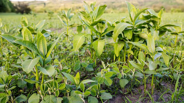 lambsquarters in garden 