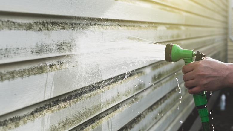 Person washing home's algae-covered siding with a hose