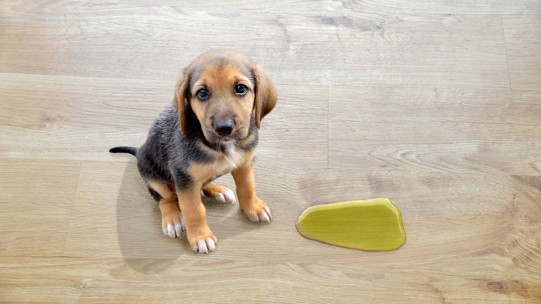 Puppy sitting near a wet spot on wood floor