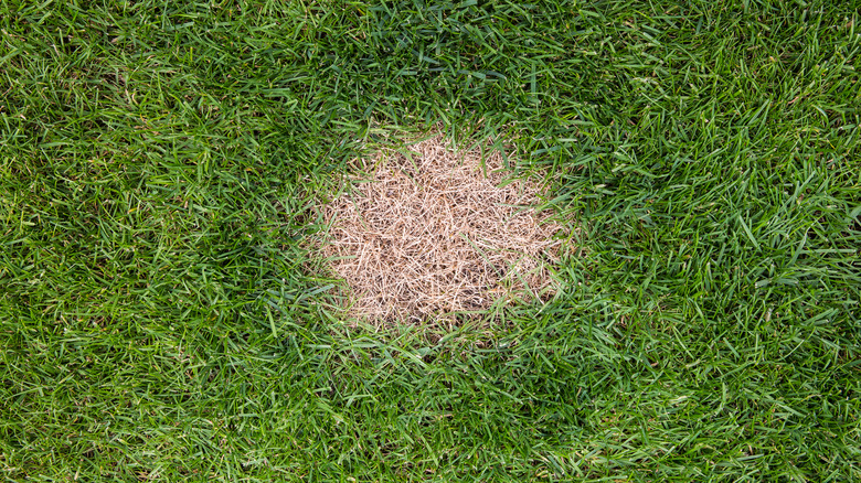 Lawn burn in an otherwise green lawn