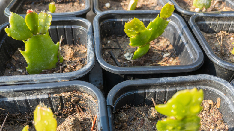 Thanksgiving cactus cuttings in small pots