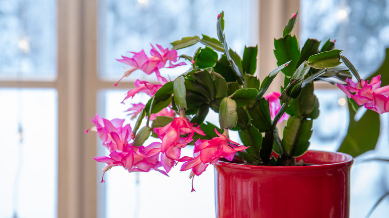 Thanksgiving cactus Schlumbergera truncata with pink flowers in a red pot inside