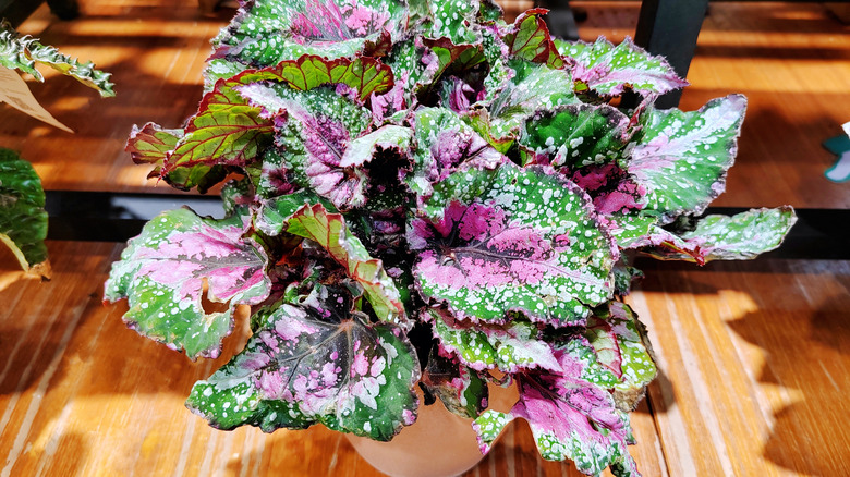 A leafy begonia houseplant sits on a wooden surface.
