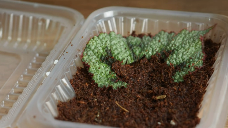 begonia leaf cuttings in peat mixture in a takeout container