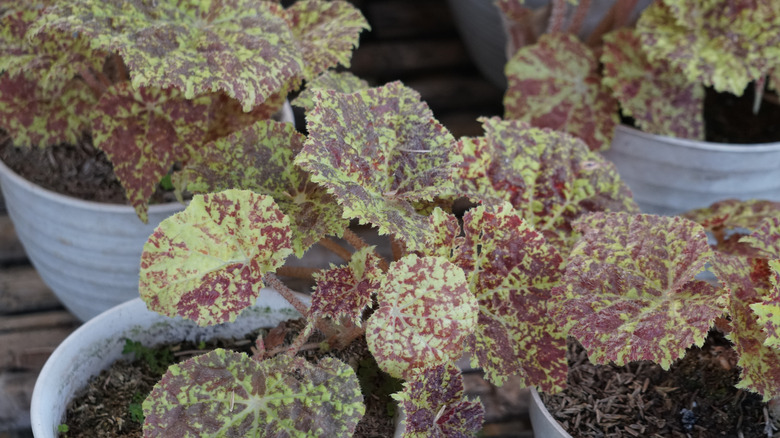 Begonia plants in pots