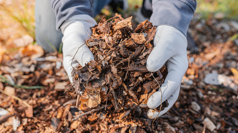 Gloves hands gathering mulch
