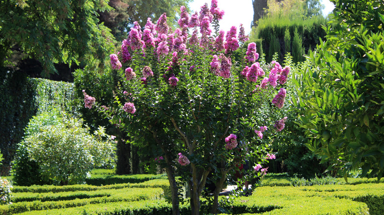 Crepe myrtle tree in garden