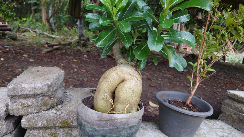 A desert rose with a thick trunk
