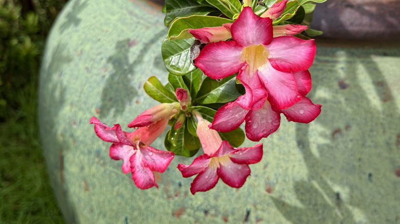 A pink desert rose flower in a green pot