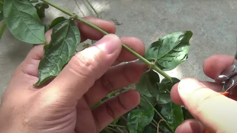 Hand taking fresh hibiscus stem cuttings for propagation