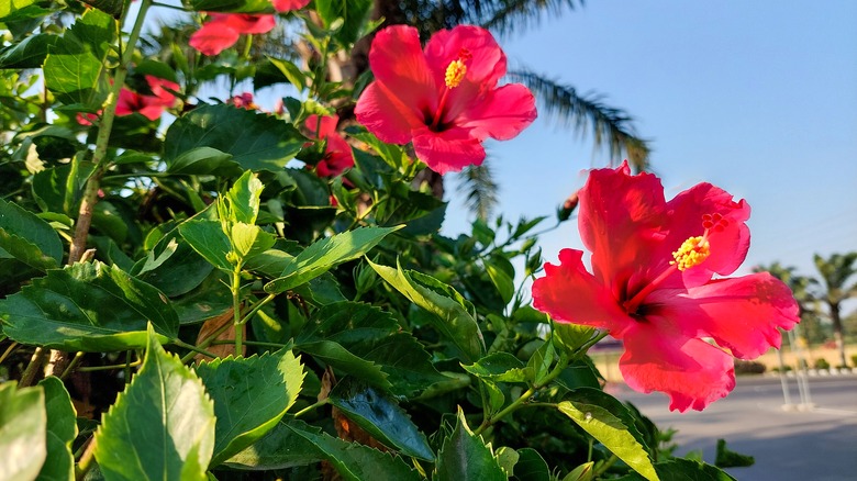 Hibiscus flowers with blue sky and green leaves