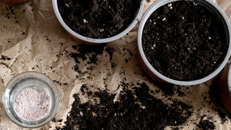 Close up of rooting medium and prepared planters